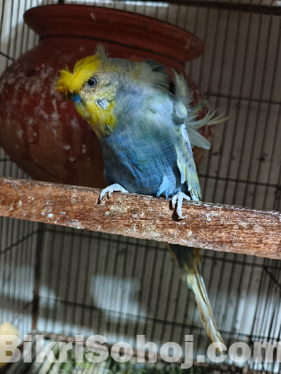 জাপানি বার্জিগার পাখি (Japanise burgiger bird)